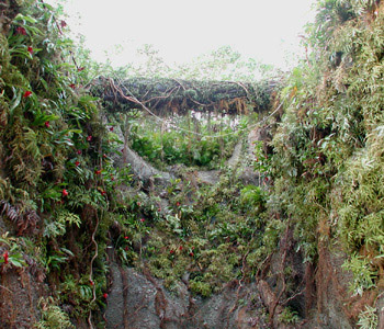 SINKHOLE INTERIOR