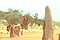 TERMITE MOUNDS